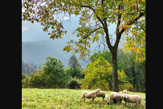 Farm Tour & Cooking Class: Discover the Flavors of Lake Como - Cooking vegetarian bruschetta from the start