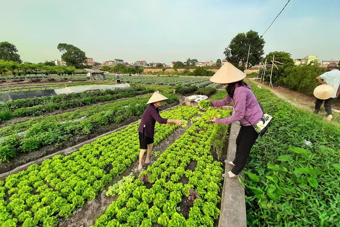 Farm tour & Home cooking class with local family in Hanoi - Is $38 a fair price?