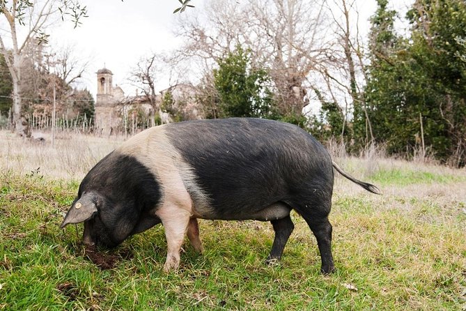 Farm Tour: the Cinta Senese Tuscan pig - Meeting the striped pigs near Montepulciano