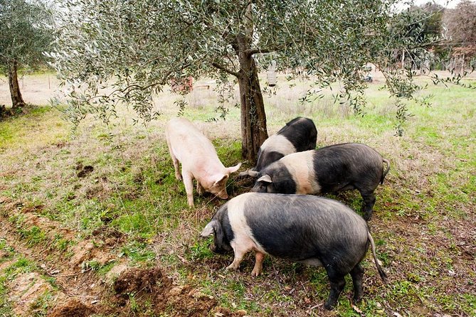 Farm Tour: the Cinta Senese Tuscan pig - What happens during the 11:00 a.m. visit