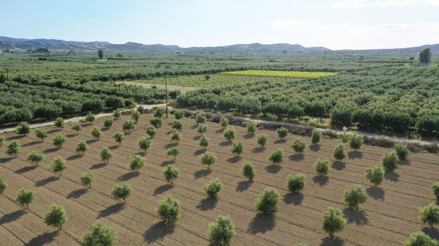 Farm Tour with Cheese-Making, Olive Oil Tasting & Picnic - Key points to know before booking