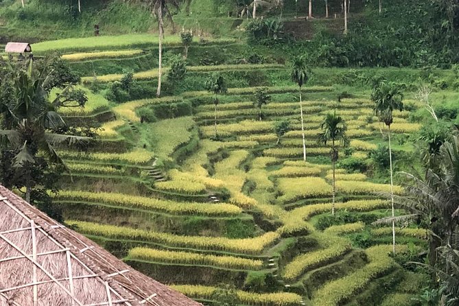 Farmer market, waterfalls, holy spring - All Inclusive - Ceking and Tegalalang rice terraces