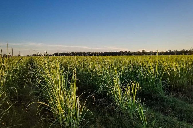 Felicity Plantation Tour - Who should book Felicity Plantation