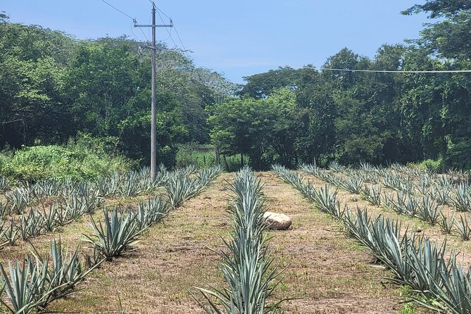 Finca 18 Puerto Vallarta Tequila Tour + Chocolate Pairing - The five-pour tasting and chocolate pairing