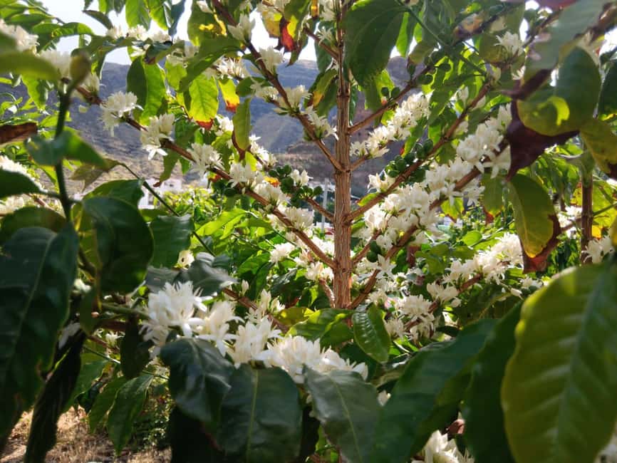 Finca Los Castaños: Agaete Valley Coffee Tour & Tasting - Key points to know before you go