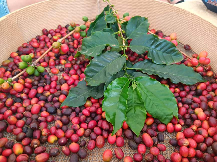 Finca Los Castaños: Agaete Valley Coffee Tour & Tasting - Why coffee in Agaete is worth a closer look