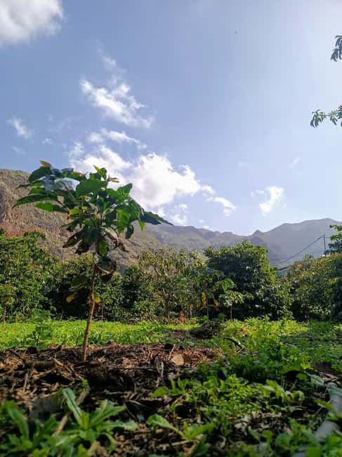 Finca Los Castaños: Agaete Valley Coffee Tour & Tasting - Walking through the coffee plantation