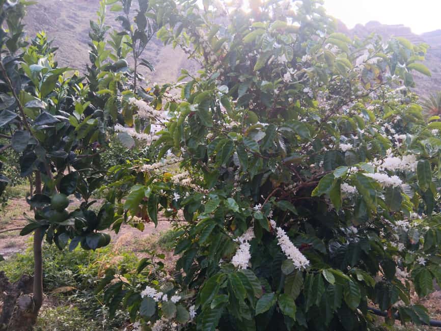 Finca Los Castaños: Agaete Valley Coffee Tour & Tasting - From seed to cup, without the coffee-school lecture