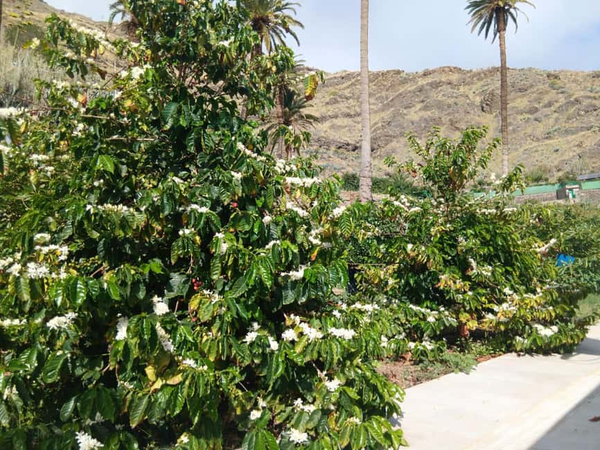 Finca Los Castaños: Agaete Valley Coffee Tour & Tasting - The coffee tasting: fresh, local, and small