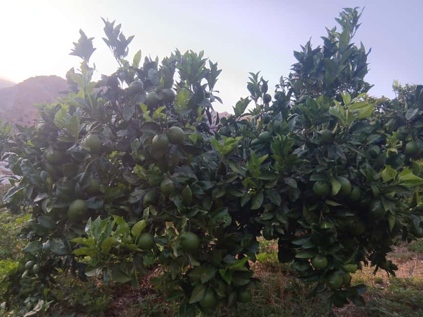 Finca Los Castaños: Agaete Valley Coffee Tour & Tasting - Is $23 a fair price?
