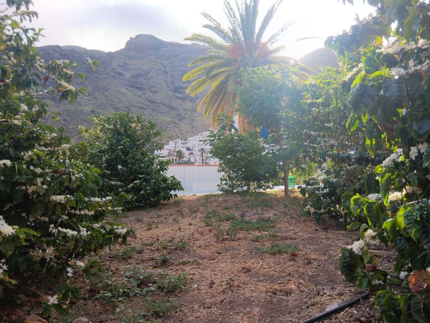 Finca Los Castaños: Agaete Valley Coffee Tour & Tasting - Who will enjoy this farm visit most?