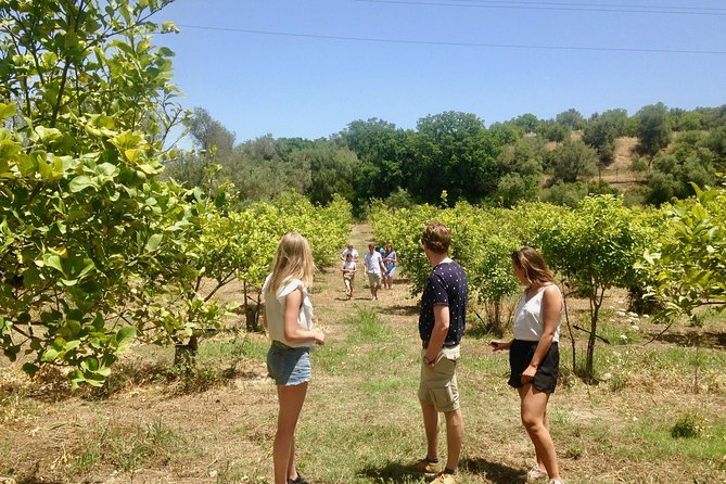 Food Experience at our Farm in Noto Hills - Why the hosts matter