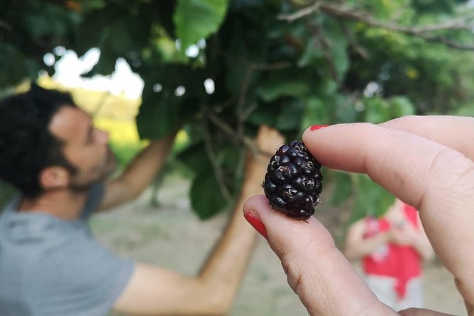 Food Experience at our Farm in Noto Hills - Who should book this farm experience?