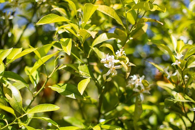 Food Experience at our Farm in Noto Hills - A farm-to-table meal built around the season