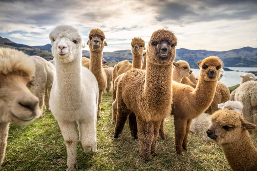 From Baku: Shamakhi City and Alpaca Farm Tour - Why Shamakhi and alpacas work surprisingly well