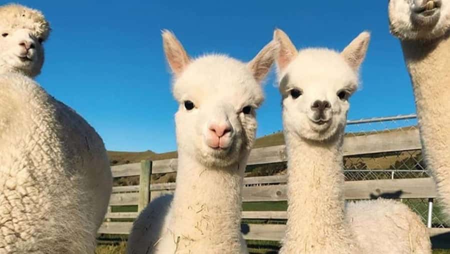 From Baku: Shamakhi City and Alpaca Farm Tour - Guides who shape the day