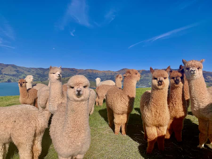 From Baku: Shamakhi City and Alpaca Farm Tour - Who should book this private day trip?
