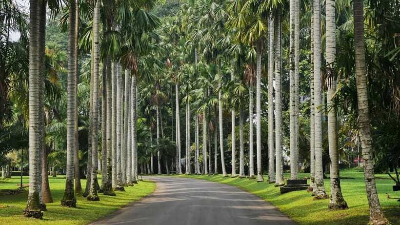 From Bandung: Tea Plantation and Botanical Garden Tour - Choosing between a longer tea stop and more time in Bogor