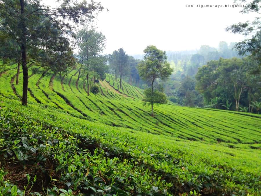 From Bandung: Tea Plantation and Botanical Garden Tour - Lunch, toll roads, and the long ride to Jakarta