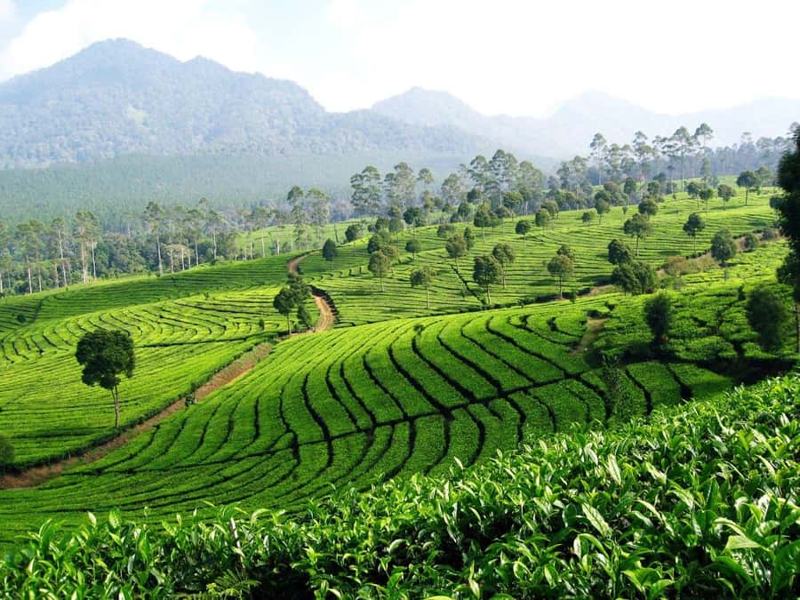 From Bandung: Tea Plantation and Botanical Garden Tour - Who should book this day trip