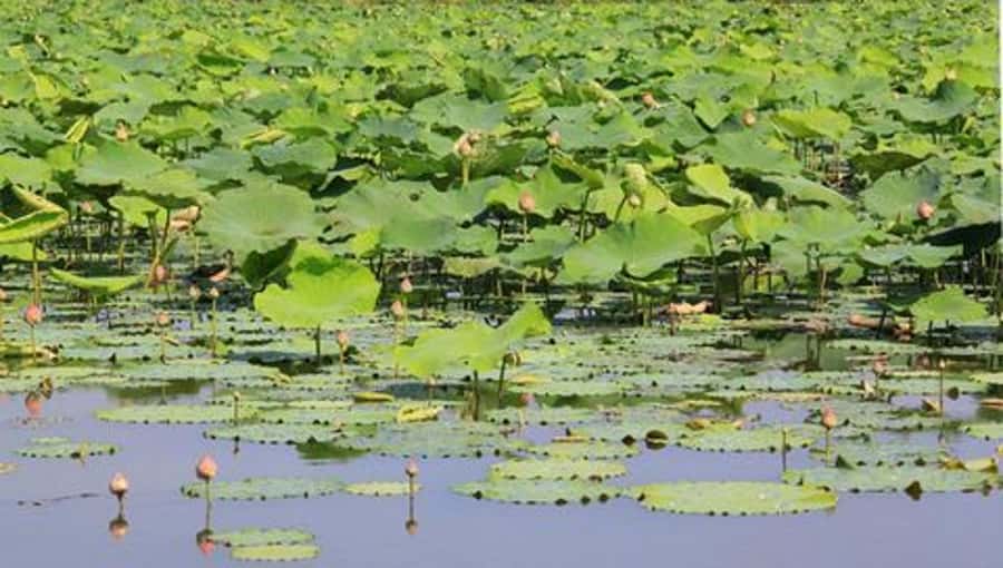 From Bangkok: Mahasawat Canal and farm with Lunch - What $161 buys you