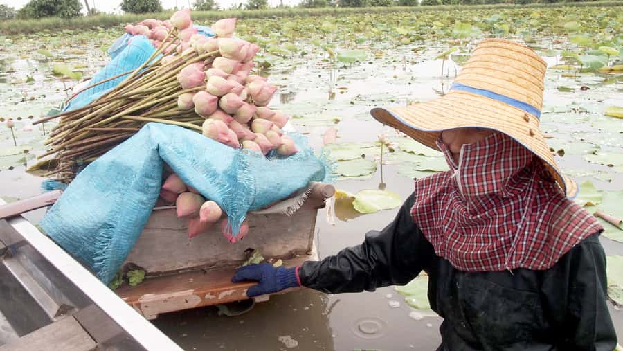 From Bangkok: Mahasawat Canal and farm with Lunch - The lotus farm, where you can paddle and pick flowers