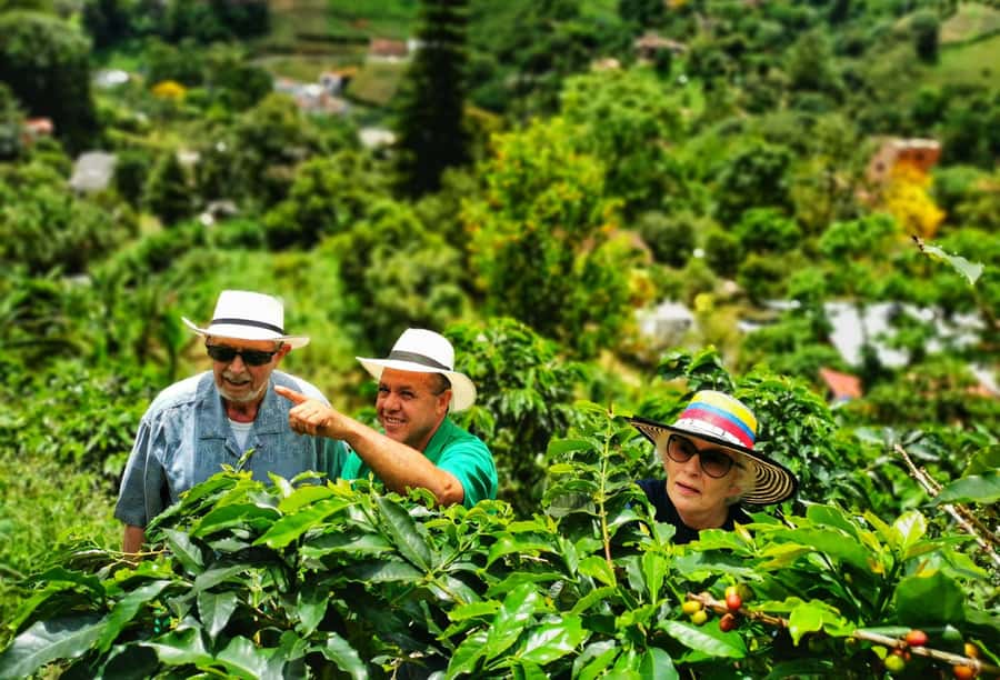 From Bogota: 5 hour guided coffe farm tour - All included - Walking through the coffee fields