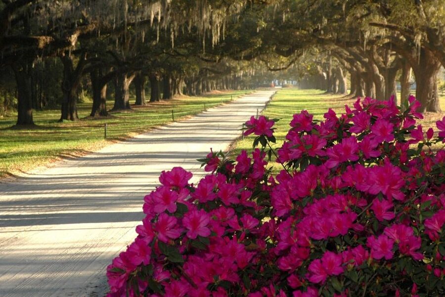 From Charleston: Boone Hall Plantation Entry with Transfers - Who Should Book This Experience