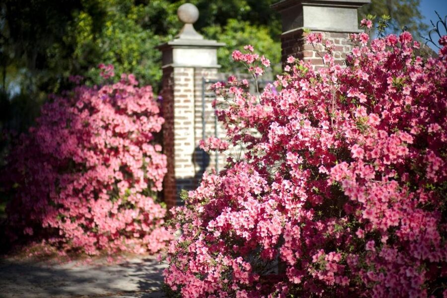 From Charleston: Boone Hall Plantation Entry with Transfers - The Avenue of Oaks Sets the Tone