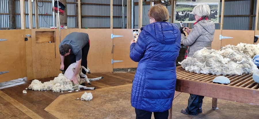 From Christchurch: Sheep Farm Experience with Lunch & Winery - Who should book this farm and wine day