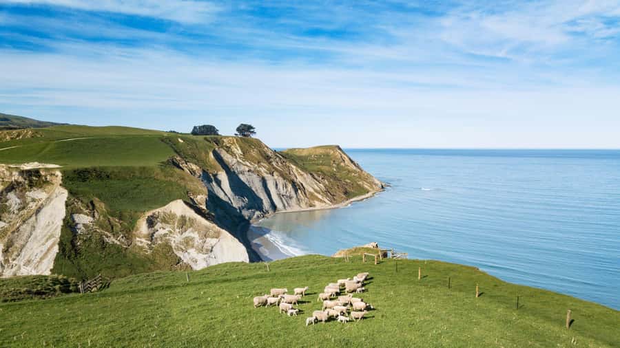 From Christchurch: Sheep Farm Experience with Lunch & Winery - Why this tour feels different from a standard countryside trip