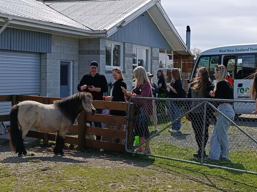 From Christchurch: Sheep Farm Experience with Lunch & Winery - Glenafric Farm and the work behind the wool