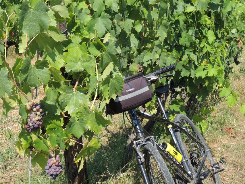 From Florence: Tuscan Hills Biking with Farm Tour and Lunch - A family-run farm gives the day its center