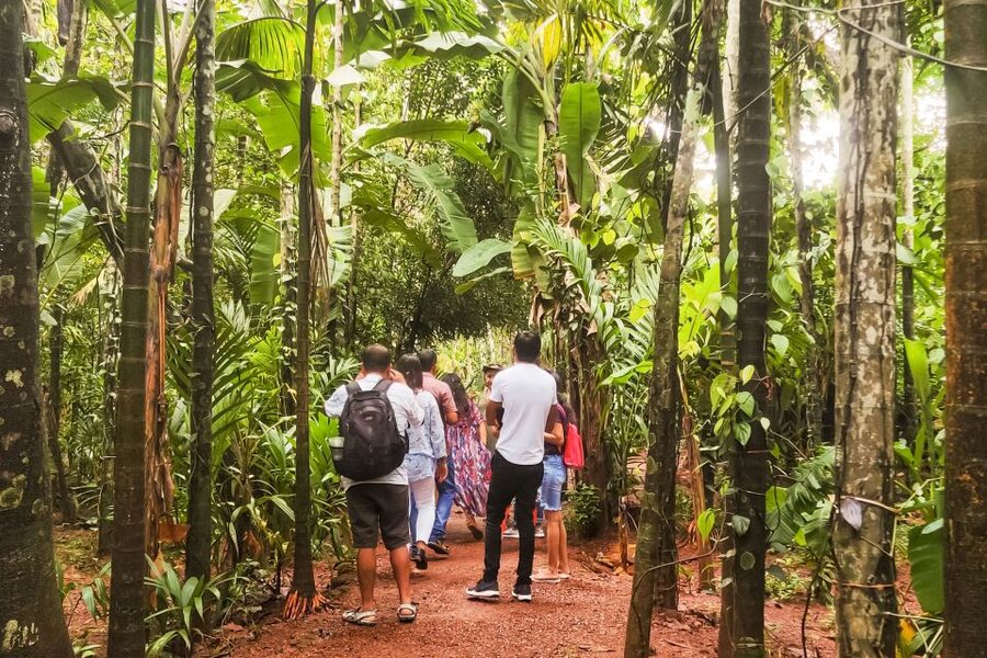 From Goa: Dudhsagar Waterfalls & Plantation Tour - The southern Goa spice plantation