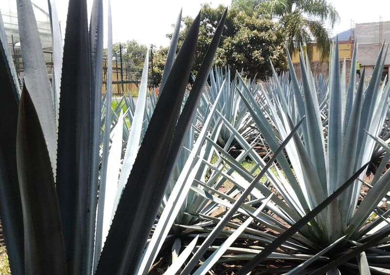 From Guadalajara: Visiting Hacienda Casa herradura. Unique! - Casa Herradura: where production meets old Mexico