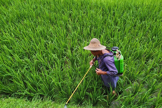From Guilin/Yangshuo: Longji Rice Terraces and Ethnic Minority Village Day Tour - Walking through the Dragon’s Backbone Rice Terraces