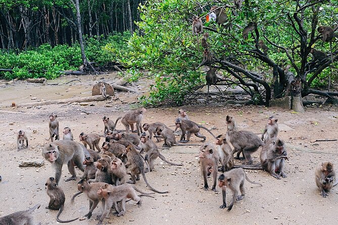 From Ho Chi Minh: Can Gio Trek – Monkey Island & Crocodile Farm - Rung Sac Military Base and the story of the mangroves