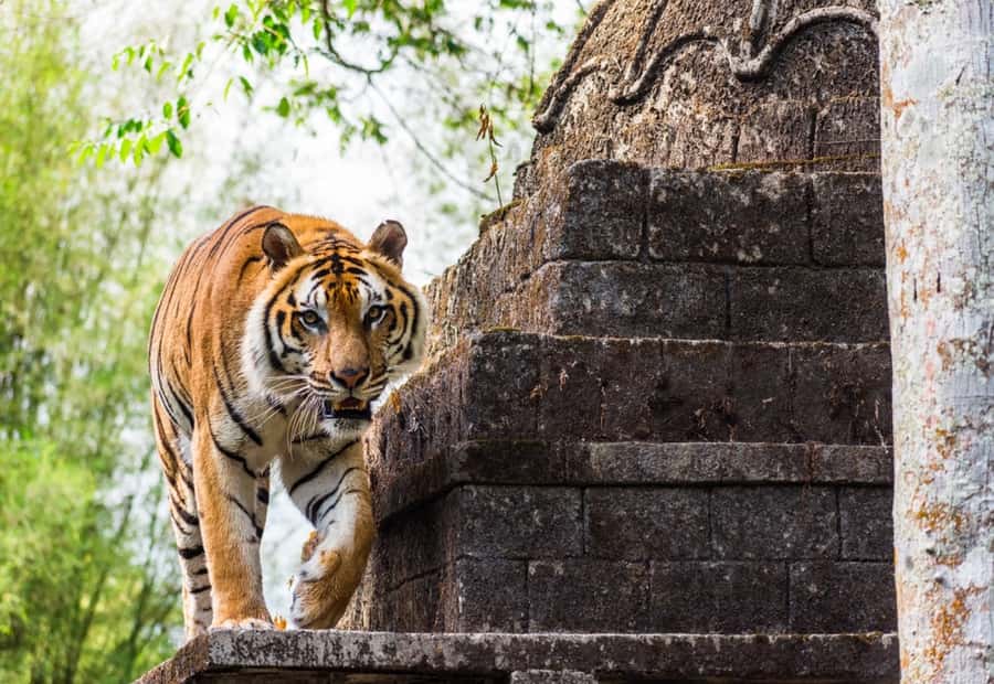 From Jakarta: Safari Park, Tea Plantation & Jaksa Waterfall - Why this Jakarta day trip works