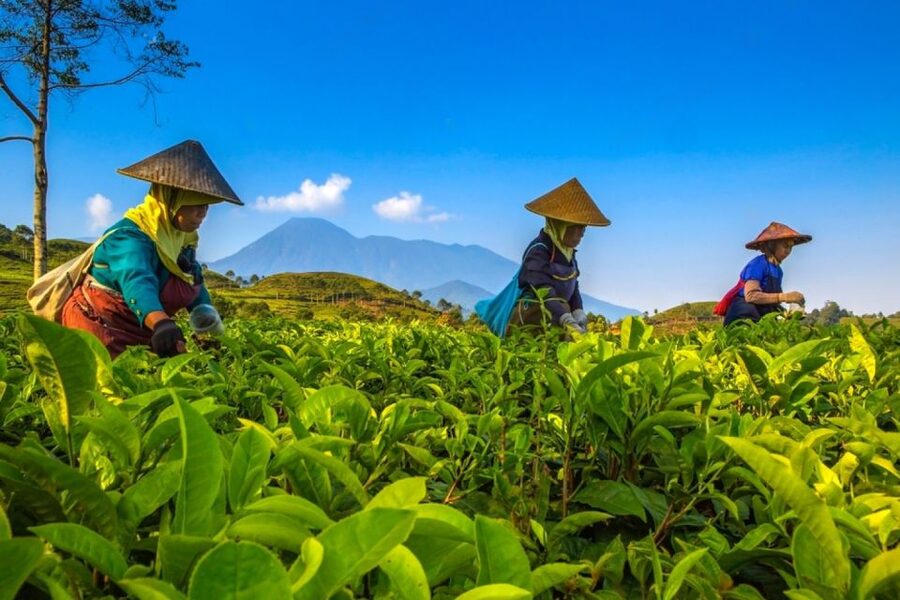 From Jakarta: Safari Park, Tea Plantation & Jaksa Waterfall - Who should book this experience?
