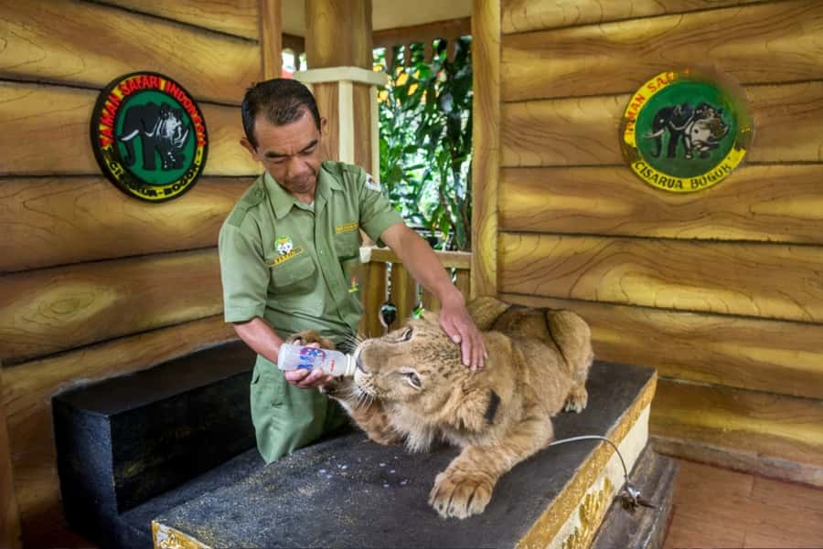 From Jakarta: Safari Park, Tea Plantation & Jaksa Waterfall - What to bring and how to prepare