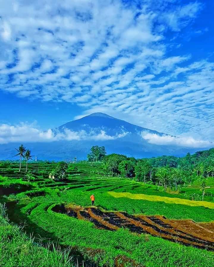 From Jakarta : Volcano, Tea & Rice Fields, Hot Spring - Tangkuban Parahu and the smell of sulfur
