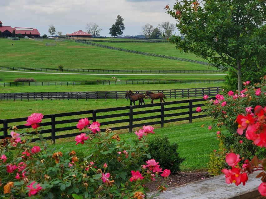 From Lexington: Kentucky Horse Farms Tour - The Thoroughbred Center and swimming horses