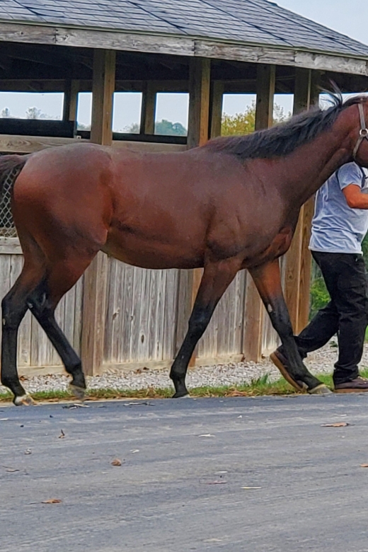 From Lexington: Kentucky Horse Farms Tour - A horse hospital and the less polished side of racing