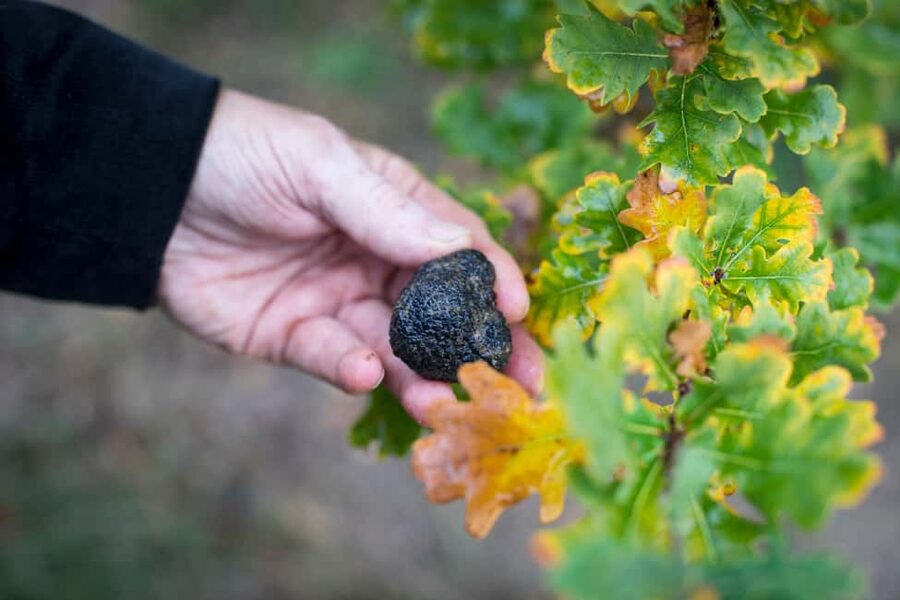 From location: Truffle farm visit, culinary workshop, meal - A truffle menu from starter to dessert