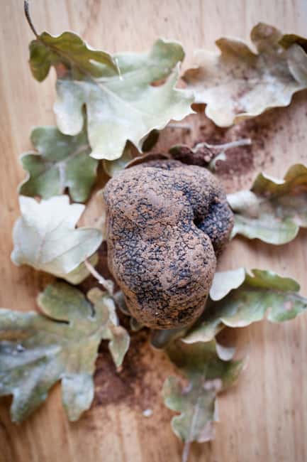 From location: Truffle farm visit, culinary workshop, meal - Language, timing, and practical planning
