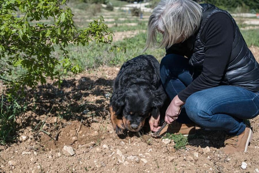 From location: Truffle farm visit, culinary workshop, meal - What makes the host important