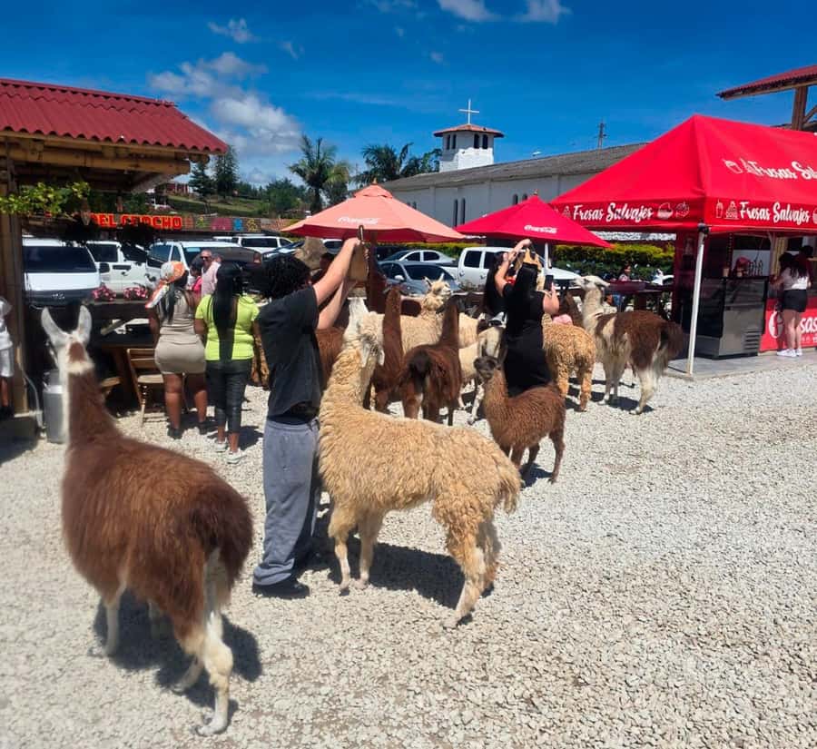 From Medellin: Guatapé & Peñol Rock with Boat & farm animals - Key points at a glance