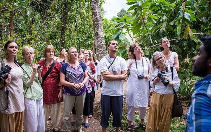 From Munnar: Tea Factory, Plantation, and National Park Tour - Why this Munnar day trip works
