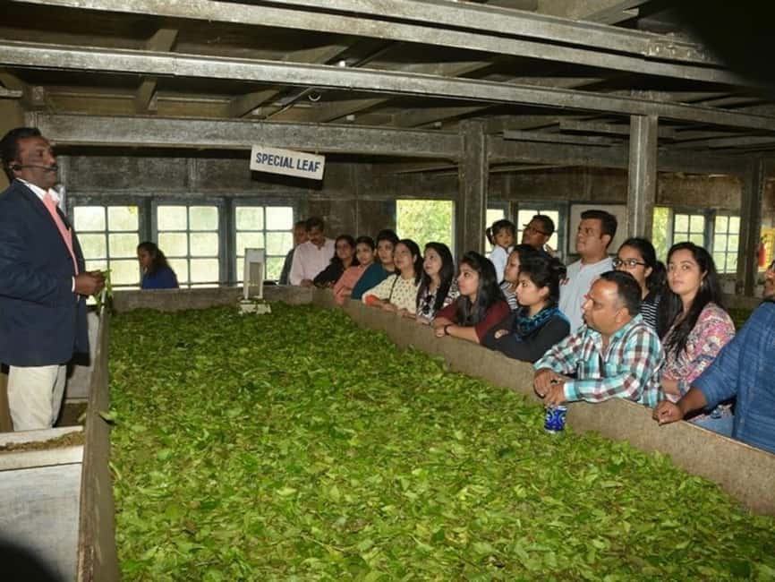 From Munnar: Tea Factory, Plantation, and National Park Tour - Eravikulam National Park and the Nilgiri Tahr