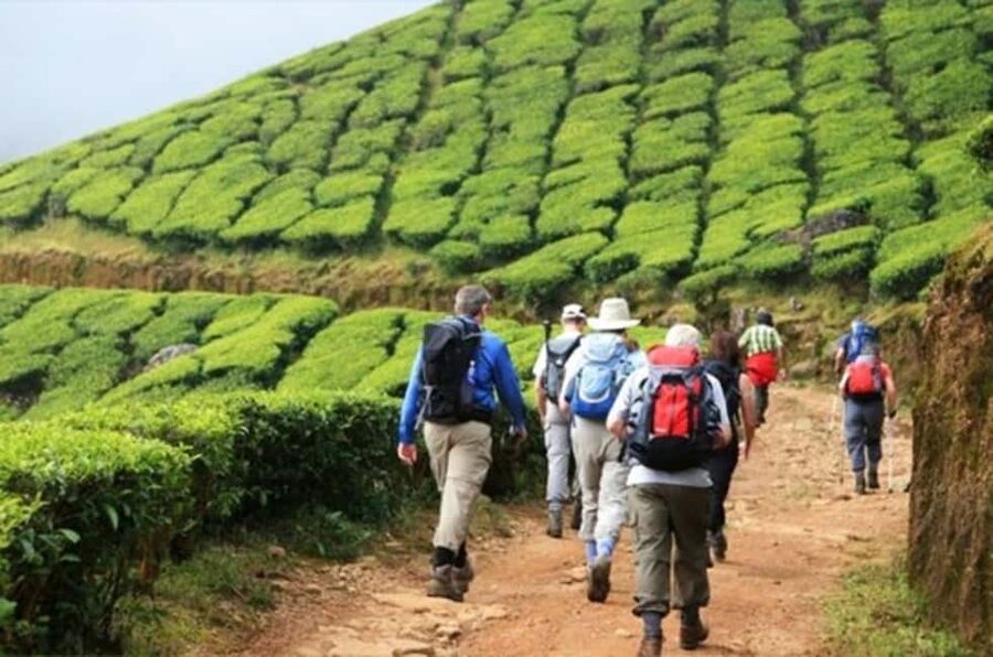 From Munnar: Tea Factory, Plantation, and National Park Tour - Mattupetty Dam and the road through the hills